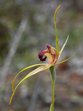 Caladenia pectinata