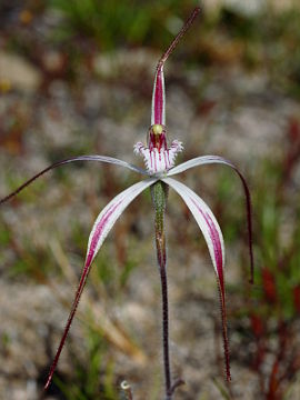 Caladenia pendens