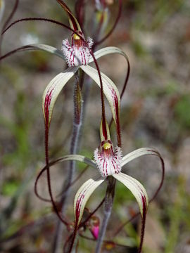 Caladenia pendens
