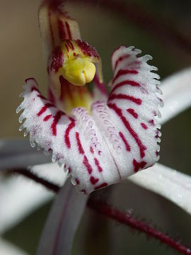 Caladenia pendens
