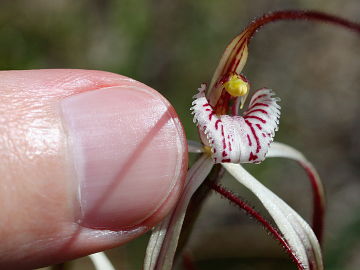 Caladenia pendens
