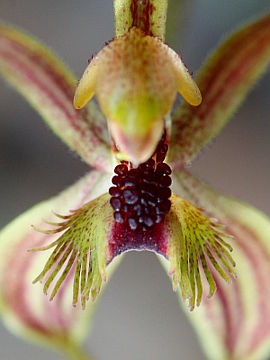 Caladenia plicata Caladenia plicata