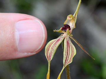 Caladenia plicata Caladenia plicata