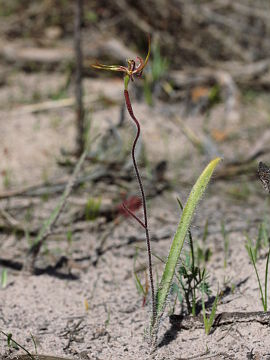 Caladenia plicata Caladenia plicata