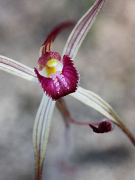 Caladenia polychroma