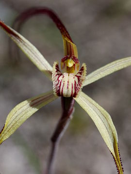 Caladenia polychroma