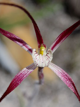 Caladenia polychroma