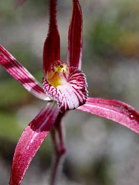 Caladenia polychroma