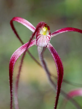Caladenia pulchra