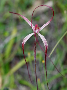 Caladenia pulchra