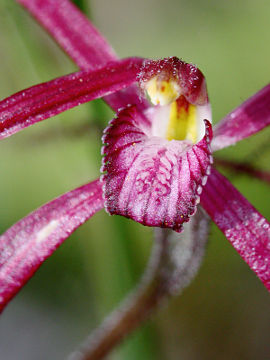 Caladenia pulchra