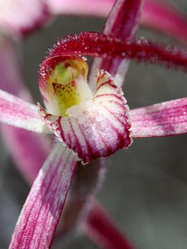 Caladenia pulchra