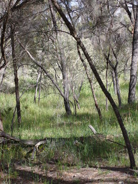 Caladenia pulchra