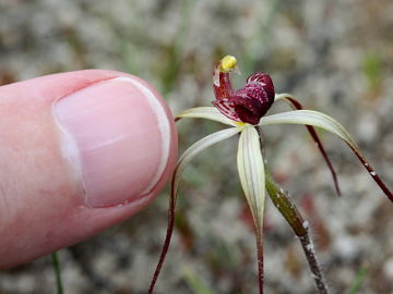 Caladenia radialis