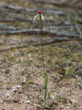Caladenia radialis