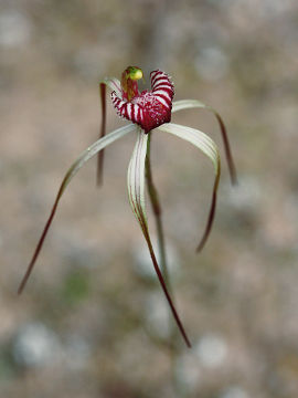 Caladenia radialis