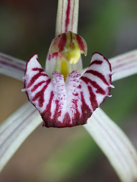 Caladenia radialis