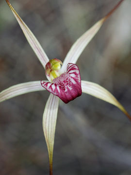 Caladenia radialis