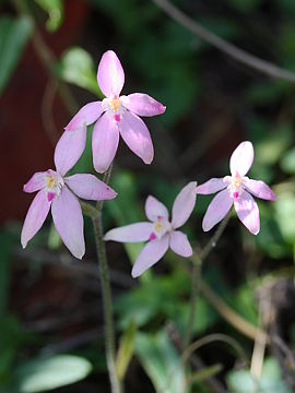 Caladenia reptans