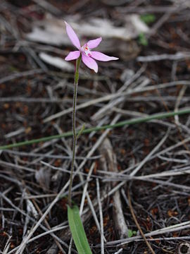 Caladenia reptans