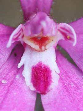 Caladenia reptans