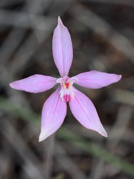 Caladenia reptans