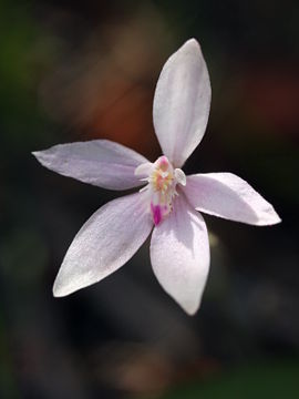 Caladenia reptans