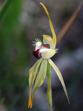 Caladenia rhomboidiformis