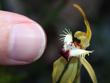 Caladenia rhomboidiformis