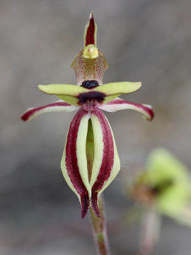 Caladenia roei