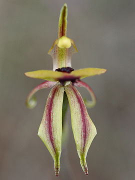 Caladenia roei