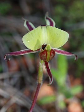 Caladenia roei