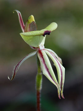 Caladenia roei