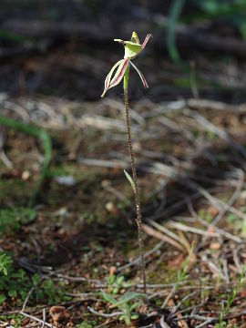 Caladenia roei