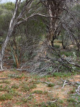 Caladenia roei