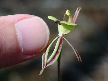 Caladenia roei