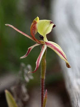 Caladenia roei