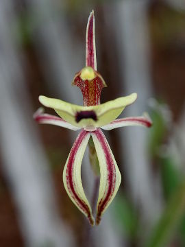 Caladenia roei