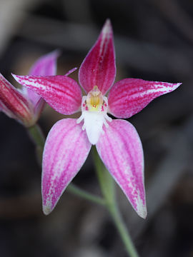 Caladenia rosea