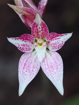 Caladenia rosea