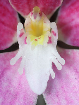 Caladenia rosea