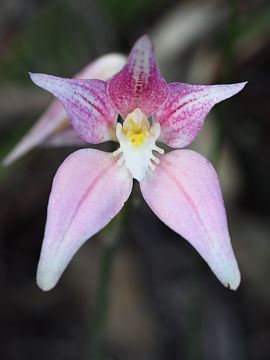 Caladenia rosea
