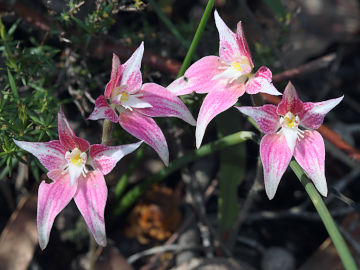 Caladenia rosea
