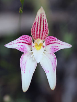Caladenia rosea
