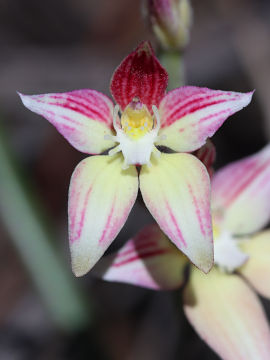 Caladenia rosea