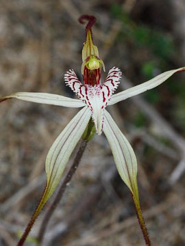 Caladenia varians × Caladenia sp.