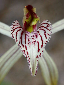 Caladenia varians × Caladenia sp.