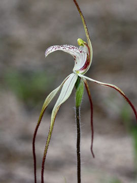 Caladenia varians × Caladenia sp.