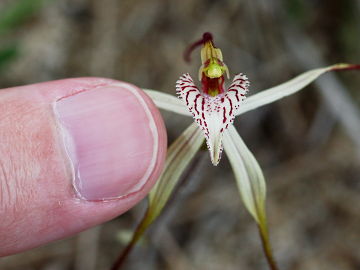 Caladenia varians × Caladenia sp.