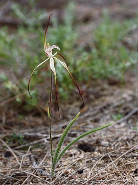 Caladenia varians × Caladenia sp.
